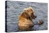 Kamchatka Brown Bear (Ursus Arctos Beringianus) Eating Salmon-Michael-Stretched Canvas