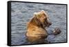 Kamchatka Brown Bear (Ursus Arctos Beringianus) Eating Salmon-Michael-Framed Stretched Canvas