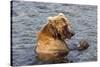 Kamchatka Brown Bear (Ursus Arctos Beringianus) Eating Salmon-Michael-Stretched Canvas
