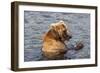 Kamchatka Brown Bear (Ursus Arctos Beringianus) Eating Salmon-Michael-Framed Photographic Print