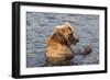 Kamchatka Brown Bear (Ursus Arctos Beringianus) Eating Salmon-Michael-Framed Photographic Print