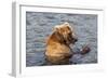 Kamchatka Brown Bear (Ursus Arctos Beringianus) Eating Salmon-Michael-Framed Photographic Print