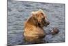 Kamchatka Brown Bear (Ursus Arctos Beringianus) Eating Salmon-Michael-Mounted Photographic Print