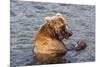 Kamchatka Brown Bear (Ursus Arctos Beringianus) Eating Salmon-Michael-Mounted Photographic Print