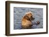 Kamchatka Brown Bear (Ursus Arctos Beringianus) Eating Salmon-Michael-Framed Photographic Print