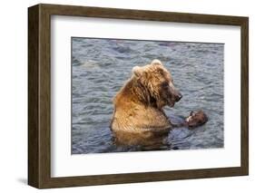 Kamchatka Brown Bear (Ursus Arctos Beringianus) Eating Salmon-Michael-Framed Photographic Print