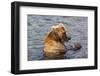 Kamchatka Brown Bear (Ursus Arctos Beringianus) Eating Salmon-Michael-Framed Photographic Print