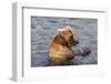 Kamchatka Brown Bear (Ursus Arctos Beringianus) Eating Salmon-Michael-Framed Photographic Print