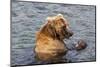 Kamchatka Brown Bear (Ursus Arctos Beringianus) Eating Salmon-Michael-Mounted Photographic Print