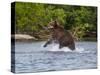 Kamchatka Brown Bear (Ursus Arctos Beringianus) Hunting for Salmon-Michael Runkel-Stretched Canvas