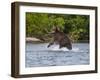 Kamchatka Brown Bear (Ursus Arctos Beringianus) Hunting for Salmon-Michael Runkel-Framed Photographic Print