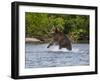 Kamchatka Brown Bear (Ursus Arctos Beringianus) Hunting for Salmon-Michael Runkel-Framed Photographic Print