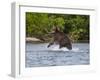 Kamchatka Brown Bear (Ursus Arctos Beringianus) Hunting for Salmon-Michael Runkel-Framed Photographic Print