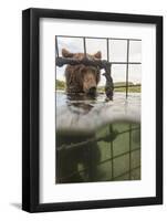 Kamchatka Brown Bear (Ursus Arctos Beringianus) In River, Taken From Protective Cage, Kamchatka-Sergey Gorshkov-Framed Photographic Print