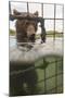 Kamchatka Brown Bear (Ursus Arctos Beringianus) In River, Taken From Protective Cage, Kamchatka-Sergey Gorshkov-Mounted Photographic Print