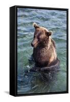 Kamchatka Brown Bear (Ursus Arctos Beringianus), Kurile Lake, Kamchatka, Russia, Eurasia-Michael-Framed Stretched Canvas