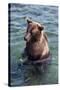Kamchatka Brown Bear (Ursus Arctos Beringianus), Kurile Lake, Kamchatka, Russia, Eurasia-Michael-Stretched Canvas