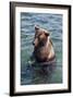 Kamchatka Brown Bear (Ursus Arctos Beringianus), Kurile Lake, Kamchatka, Russia, Eurasia-Michael-Framed Photographic Print