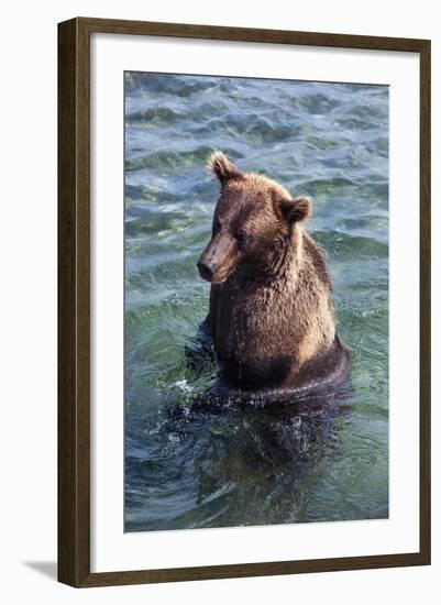 Kamchatka Brown Bear (Ursus Arctos Beringianus), Kurile Lake, Kamchatka, Russia, Eurasia-Michael-Framed Photographic Print