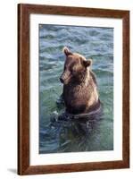 Kamchatka Brown Bear (Ursus Arctos Beringianus), Kurile Lake, Kamchatka, Russia, Eurasia-Michael-Framed Photographic Print