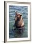 Kamchatka Brown Bear (Ursus Arctos Beringianus), Kurile Lake, Kamchatka, Russia, Eurasia-Michael-Framed Photographic Print