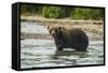 Kamchatka Brown Bear (Ursus Arctos Beringianus), Kurile Lake, Kamchatka, Russia, Eurasia-Michael-Framed Stretched Canvas