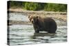 Kamchatka Brown Bear (Ursus Arctos Beringianus), Kurile Lake, Kamchatka, Russia, Eurasia-Michael-Stretched Canvas