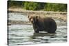 Kamchatka Brown Bear (Ursus Arctos Beringianus), Kurile Lake, Kamchatka, Russia, Eurasia-Michael-Stretched Canvas