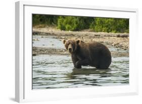 Kamchatka Brown Bear (Ursus Arctos Beringianus), Kurile Lake, Kamchatka, Russia, Eurasia-Michael-Framed Photographic Print