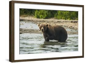 Kamchatka Brown Bear (Ursus Arctos Beringianus), Kurile Lake, Kamchatka, Russia, Eurasia-Michael-Framed Photographic Print