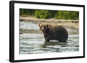 Kamchatka Brown Bear (Ursus Arctos Beringianus), Kurile Lake, Kamchatka, Russia, Eurasia-Michael-Framed Photographic Print