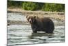 Kamchatka Brown Bear (Ursus Arctos Beringianus), Kurile Lake, Kamchatka, Russia, Eurasia-Michael-Mounted Photographic Print