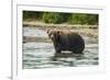 Kamchatka Brown Bear (Ursus Arctos Beringianus), Kurile Lake, Kamchatka, Russia, Eurasia-Michael-Framed Photographic Print