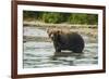 Kamchatka Brown Bear (Ursus Arctos Beringianus), Kurile Lake, Kamchatka, Russia, Eurasia-Michael-Framed Photographic Print