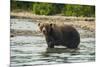 Kamchatka Brown Bear (Ursus Arctos Beringianus), Kurile Lake, Kamchatka, Russia, Eurasia-Michael-Mounted Photographic Print