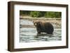 Kamchatka Brown Bear (Ursus Arctos Beringianus), Kurile Lake, Kamchatka, Russia, Eurasia-Michael-Framed Photographic Print