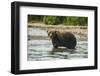 Kamchatka Brown Bear (Ursus Arctos Beringianus), Kurile Lake, Kamchatka, Russia, Eurasia-Michael-Framed Photographic Print