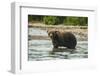 Kamchatka Brown Bear (Ursus Arctos Beringianus), Kurile Lake, Kamchatka, Russia, Eurasia-Michael-Framed Photographic Print