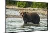 Kamchatka Brown Bear (Ursus Arctos Beringianus), Kurile Lake, Kamchatka, Russia, Eurasia-Michael-Mounted Photographic Print