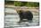 Kamchatka Brown Bear (Ursus Arctos Beringianus), Kurile Lake, Kamchatka, Russia, Eurasia-Michael-Mounted Photographic Print