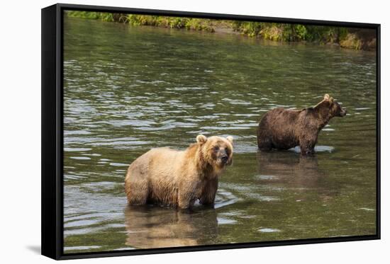Kamchatka Brown Bears (Ursus Arctos Beringianus), Kurile Lake, Kamchatka, Russia, Eurasia-Michael-Framed Stretched Canvas