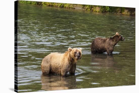 Kamchatka Brown Bears (Ursus Arctos Beringianus), Kurile Lake, Kamchatka, Russia, Eurasia-Michael-Stretched Canvas