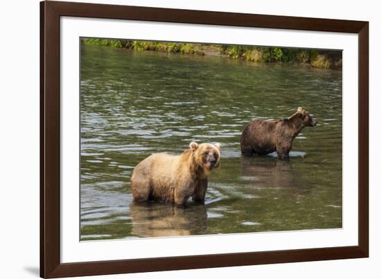 Kamchatka Brown Bears (Ursus Arctos Beringianus), Kurile Lake, Kamchatka, Russia, Eurasia-Michael-Framed Photographic Print