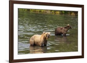 Kamchatka Brown Bears (Ursus Arctos Beringianus), Kurile Lake, Kamchatka, Russia, Eurasia-Michael-Framed Photographic Print