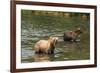 Kamchatka Brown Bears (Ursus Arctos Beringianus), Kurile Lake, Kamchatka, Russia, Eurasia-Michael-Framed Photographic Print