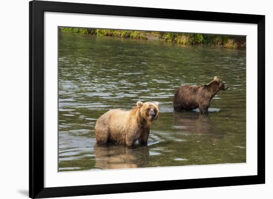 Kamchatka Brown Bears (Ursus Arctos Beringianus), Kurile Lake, Kamchatka, Russia, Eurasia-Michael-Framed Photographic Print