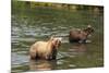 Kamchatka Brown Bears (Ursus Arctos Beringianus), Kurile Lake, Kamchatka, Russia, Eurasia-Michael-Mounted Photographic Print