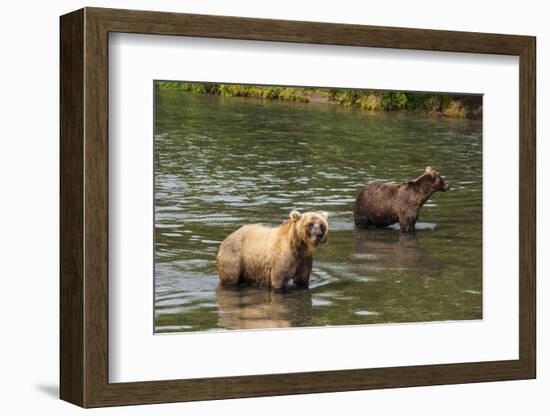 Kamchatka Brown Bears (Ursus Arctos Beringianus), Kurile Lake, Kamchatka, Russia, Eurasia-Michael-Framed Photographic Print