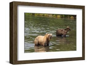 Kamchatka Brown Bears (Ursus Arctos Beringianus), Kurile Lake, Kamchatka, Russia, Eurasia-Michael-Framed Photographic Print