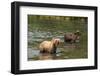 Kamchatka Brown Bears (Ursus Arctos Beringianus), Kurile Lake, Kamchatka, Russia, Eurasia-Michael-Framed Photographic Print